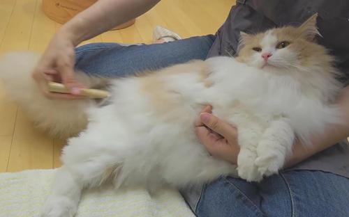 起猛了，养到能吃猫的花了——宠物猫的饲养历程